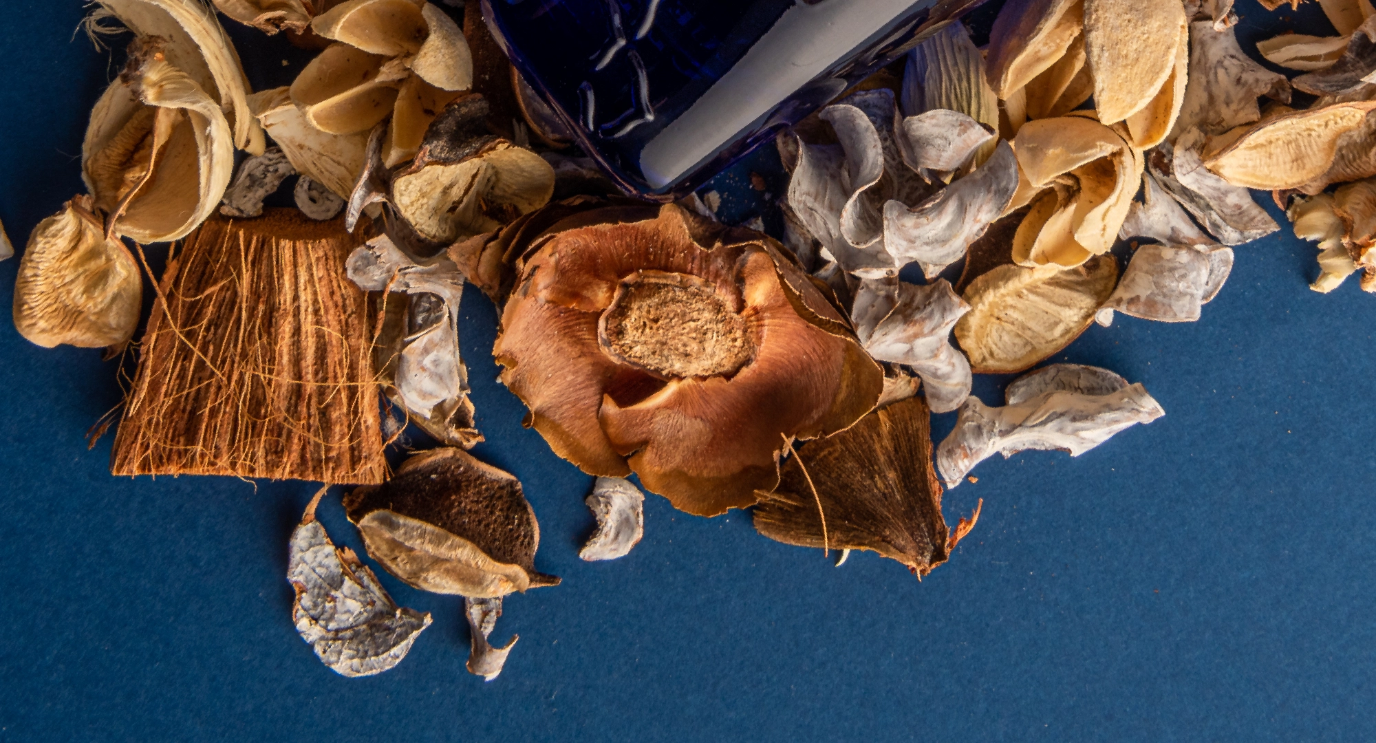 What Are Woody Notes in Perfumes?